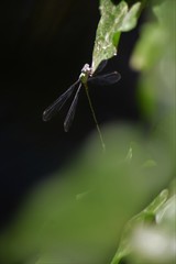 Chalcolestes viridis