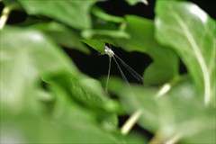 Chalcolestes viridis
