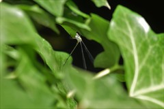 Chalcolestes viridis