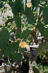 Opuntia keyensis