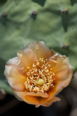 Opuntia keyensis