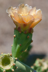 Opuntia keyensis