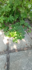 Humulus lupulus