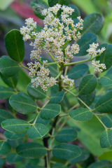 Zanthoxylum coriaceum