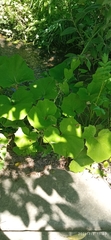 Tussilago farfara