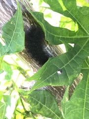 Hypercompe scribonia