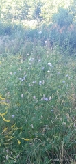 Cichorium intybus
