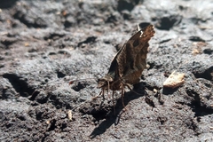 Anisochoria sublimbata