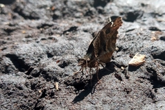 Anisochoria sublimbata