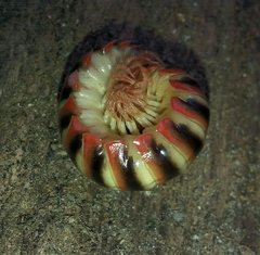 Apheloriini