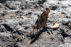 Anisochoria sublimbata