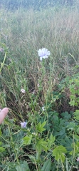 Cichorium intybus