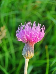 Cirsium dissectum