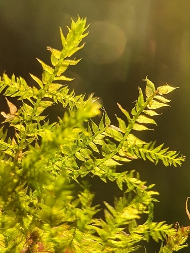 Image of Oxyrrhynchium speciosum by no rights reserved