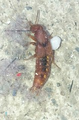 Platydracus vittatus
