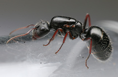 Camponotus mina