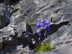 Campanula cespitosa