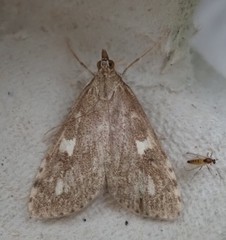 Udea olivalis