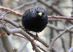 Sturnus vulgaris