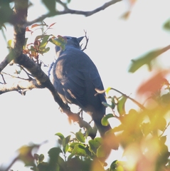 Coracina caesia caesia