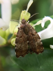 Choreutis pariana