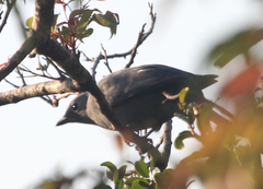 Coracina caesia caesia