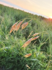 Bromus racemosus