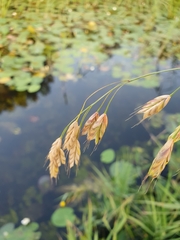 Bromus racemosus