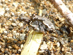 Neocicindela tuberculata