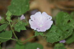 Malva hispanica