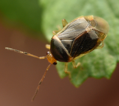 Monalocoris filicis