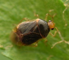 Monalocoris filicis