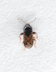 Plinthisus woodwardi