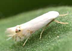 Leucoptera laburnella
