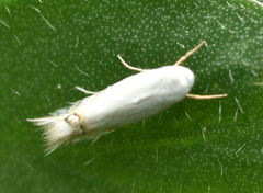 Leucoptera laburnella