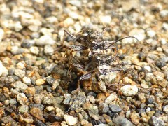 Neocicindela tuberculata