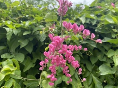 Antigonon leptopus