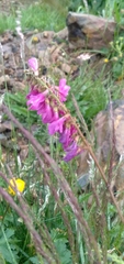 Hedysarum caucasicum, photograph Mikhail Nevsky, CC BY, iNaturalist via GBIF