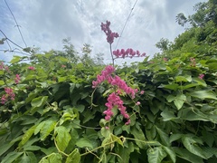Antigonon leptopus
