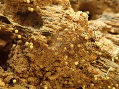 Cribraria aurantiaca