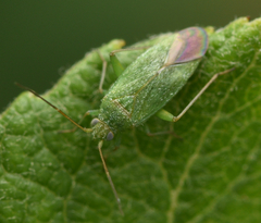 Orthotylus virescens