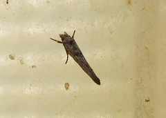 Zelleria oleastrella