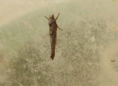 Zelleria oleastrella