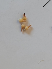 Eriogonum argophyllum