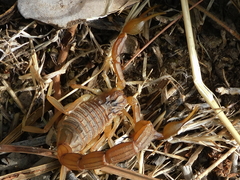 Buthus gabani