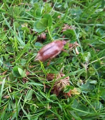 Amphimallon solstitiale