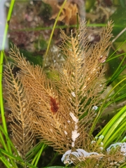 Abietinaria