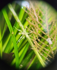 Abietinaria