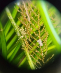 Abietinaria