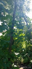 Humulus lupulus